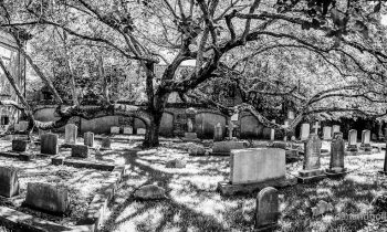 POTW: Cemetery Tree