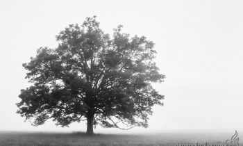 POTW: Hyatt Lane Tree