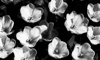 POTW: Washington Tulips