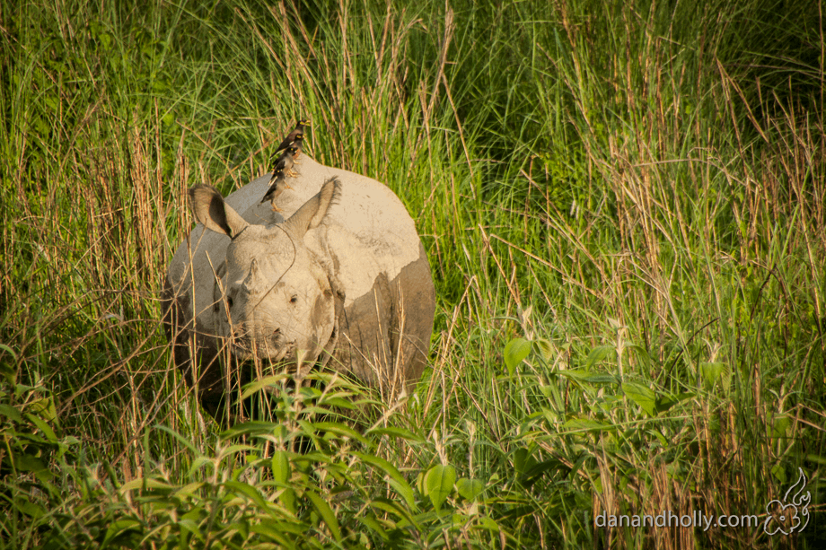 POTW: Northern White Rhino