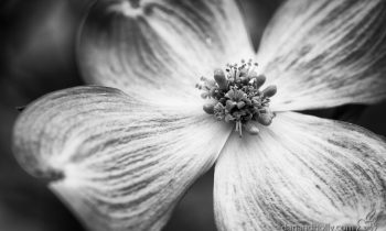 POTW: Pink, in black and white