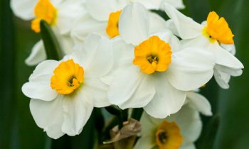 POTW: Paper whites in bloom