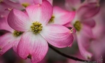 POTW: The Pink Dogwoods