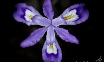 POTW: The Dwarf Iris