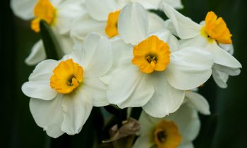 POTW: Paperwhites for my Wall