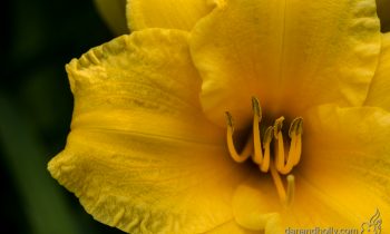 POTW: Yellow in the Flower Bed