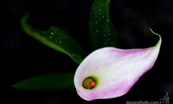 POTW: Calla Lily in America