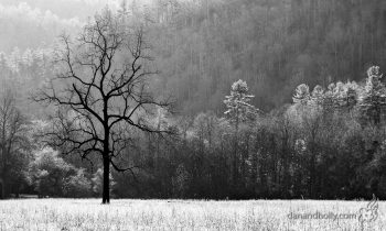 POTW: The Cataloochee Tree