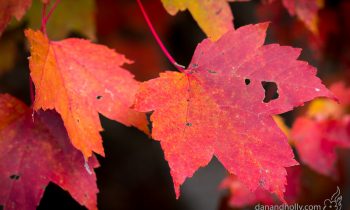 POTW: Maple leaves in Autumn