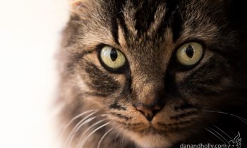 POTW: Charlie the Cat