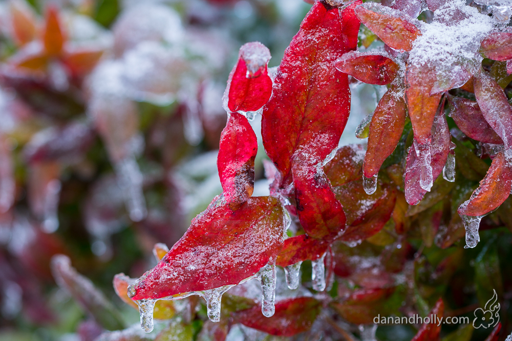 Frozen Leaves