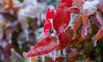 POTW: Icy Leaves
