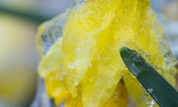 POTW: Frozen Daffodils