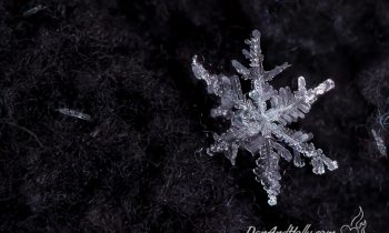 POTW: Photographing a Snowflake