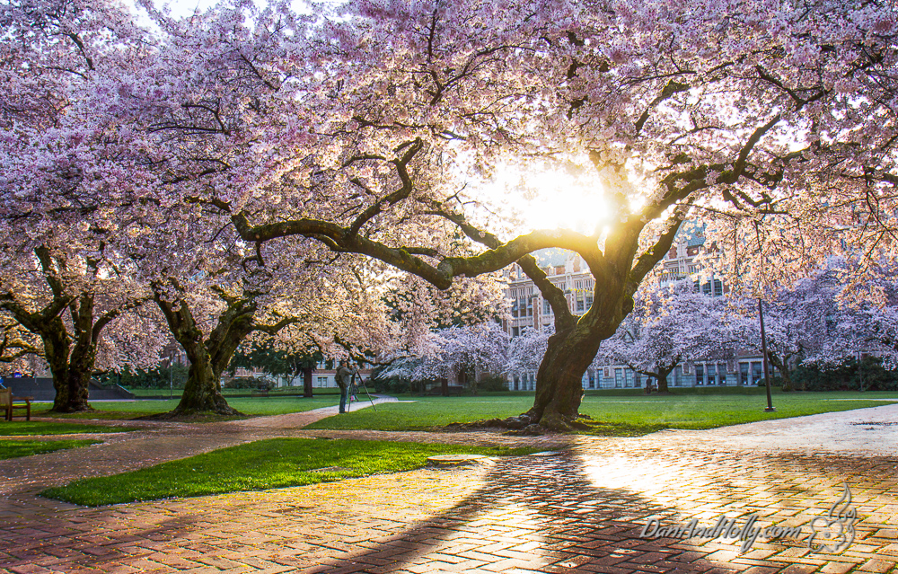 University of Washington Cherry Trees