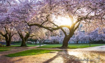POTW: University of Washington Cherry Blossoms