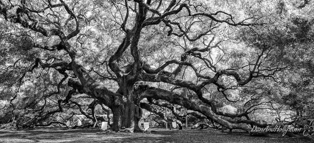 Charleston’s Angel Oak Tree