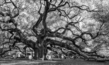 Charleston’s Angel Oak Tree