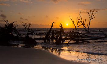 Wild Beach at Hunting Island