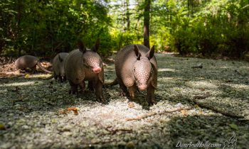 Armadillos at the Magnolia Plantation