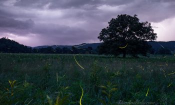 Lightning and Lightning Bugs