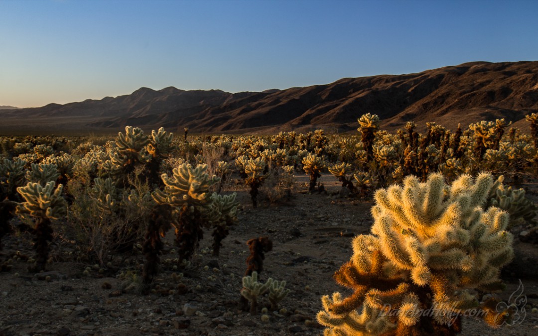 Cholla Cactus Garden at Sunrise