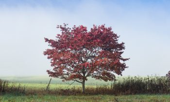 The Red Tree