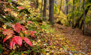 The Red Leaf Project – A Photo Essay