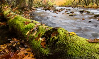 Mossy Log in Fall Color
