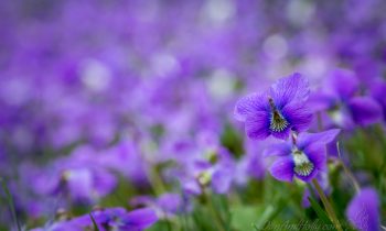 A Carpet of Purple