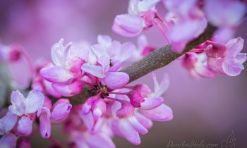 Redbuds and Siblings