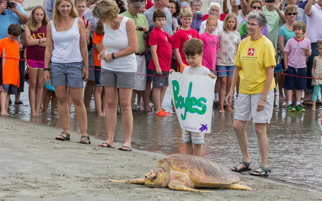 Boyles the Loggerhead Sea Turtle