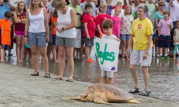 Boyles the Loggerhead Sea Turtle