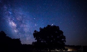 “The Tree”, the Milky Way, and a wrecker
