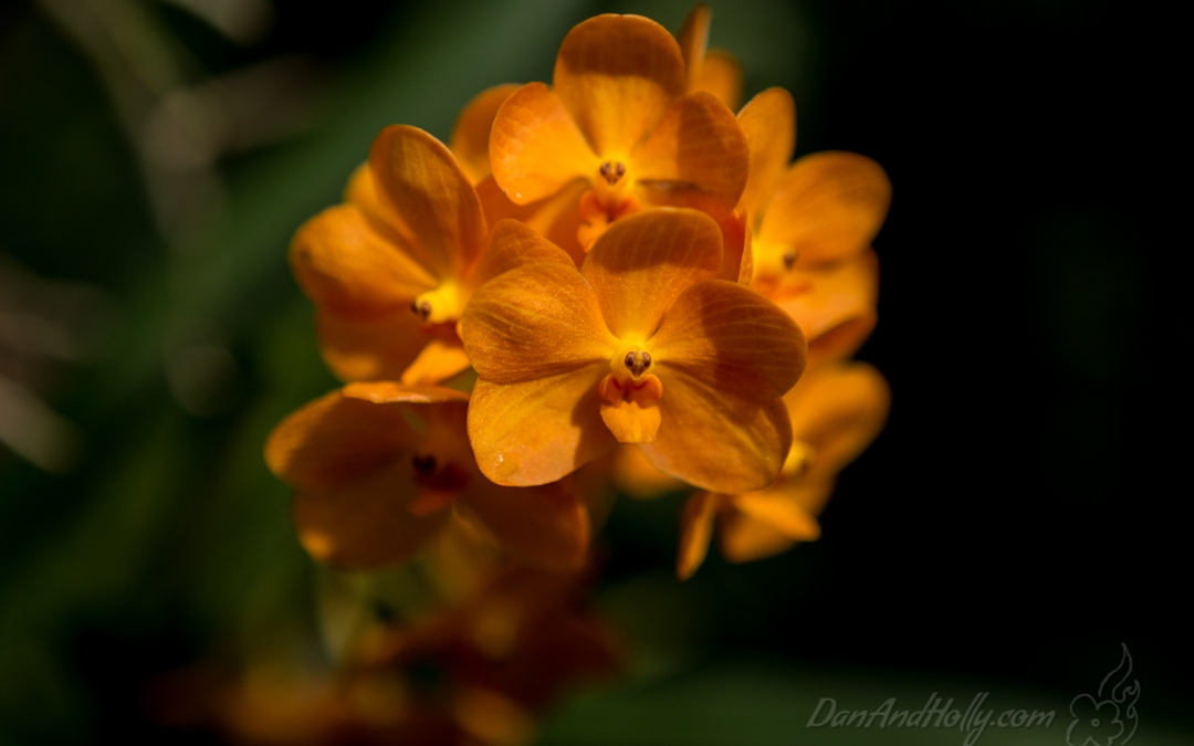 Singapore National Orchid Gardens