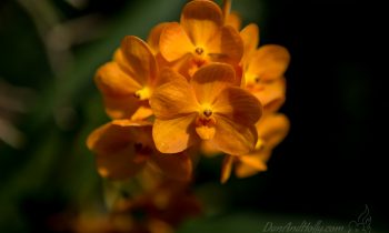 Singapore National Orchid Gardens