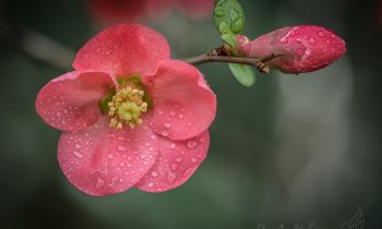 Spring Flowers in Macro