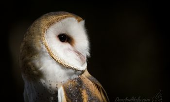 Backyard Wildlife