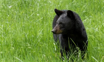 POTW: Cades Cove Black Bear