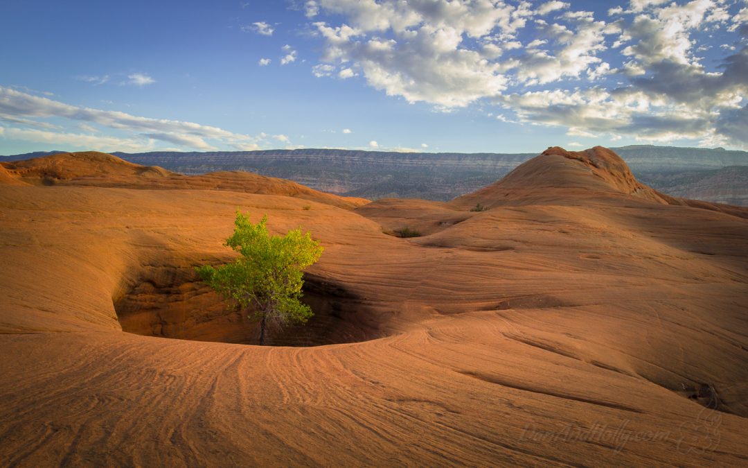 Silence in the Desert