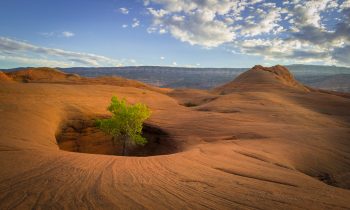 Silence in the Desert