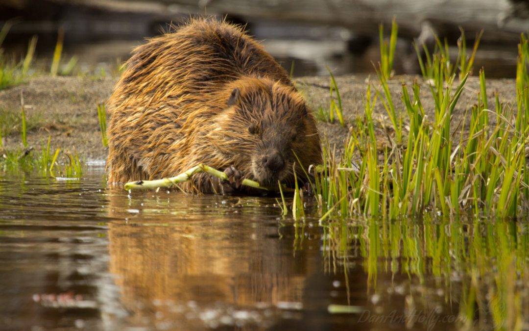 POTW: The Fishing Bridge Beaver