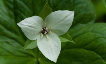 POTW: White Trillium