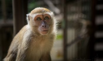 Monkeying Around in Malaysia