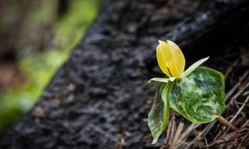 Life After Death