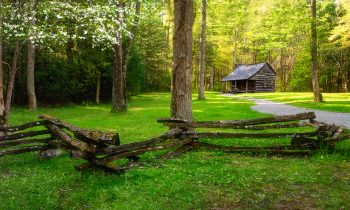 Carter Shields Cabin in Spring Greens