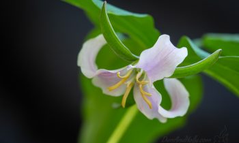 The Catesby’s trillium