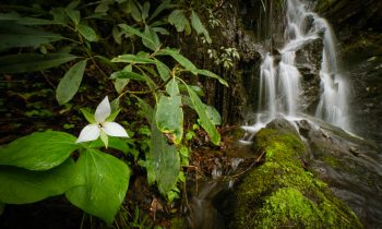 Trillium by the Falls