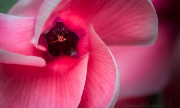 Up-close to a Cyclamen