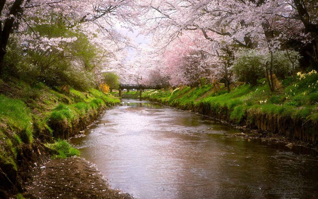 The Sakura Stream